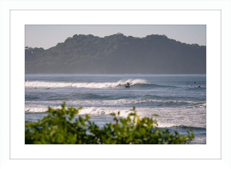 Tropical Euphoria