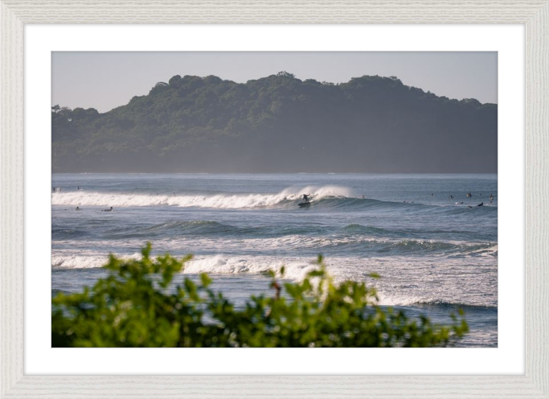 Tropical Euphoria