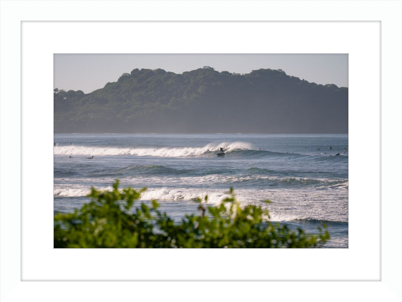 Tropical Euphoria