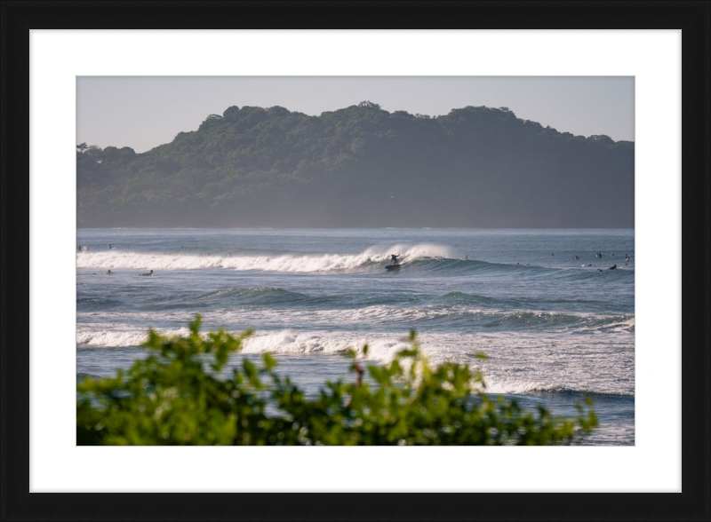 Tropical Euphoria