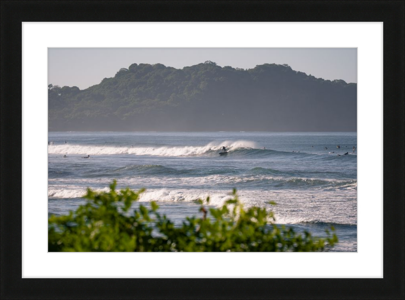 Tropical Euphoria