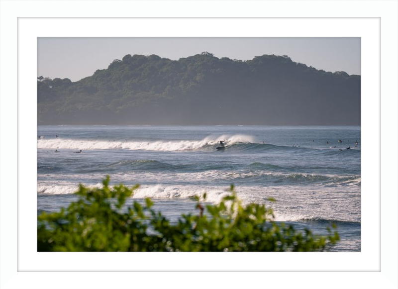 Tropical Euphoria