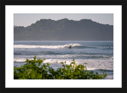 Tropical Euphoria