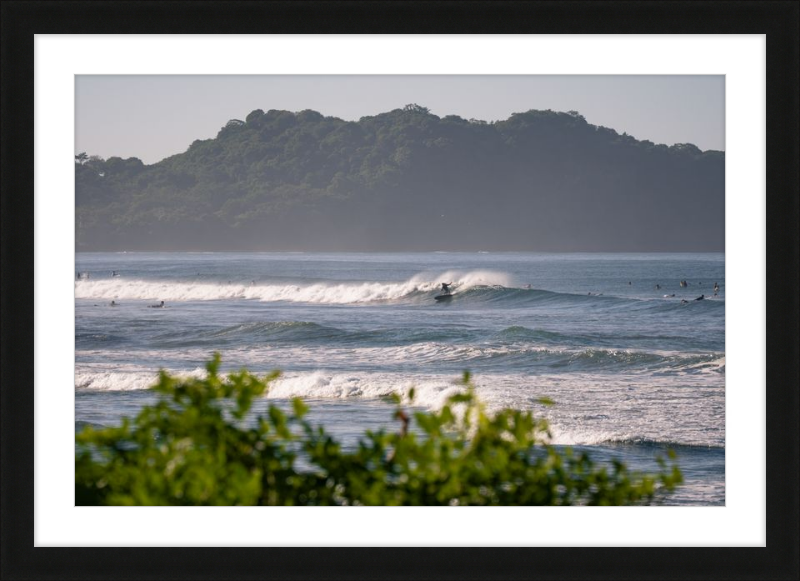 Tropical Euphoria