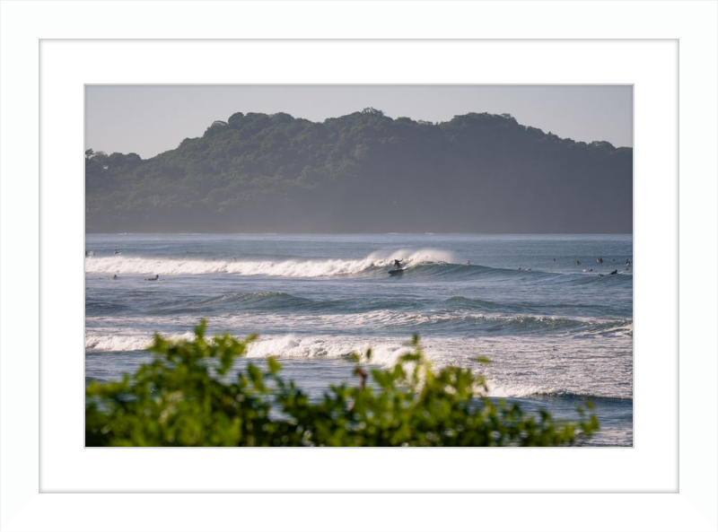 Tropical Euphoria